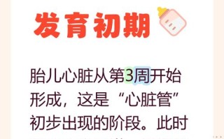 孕期几个月胎儿心脏开始发育？