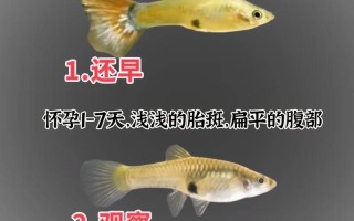 怀孕期间接触动物会感染寄生虫吗？有哪些注意事项需要了解？