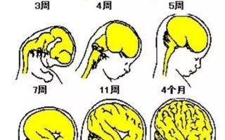 孕期脑部发育关键期有哪些？
