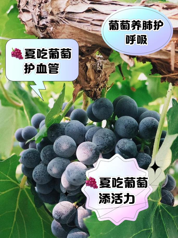 孕期吃葡萄的好处和坏处-第3张图片-郑州医学网 孕期吃葡萄的好处和坏处-第3张图片-郑州医学网