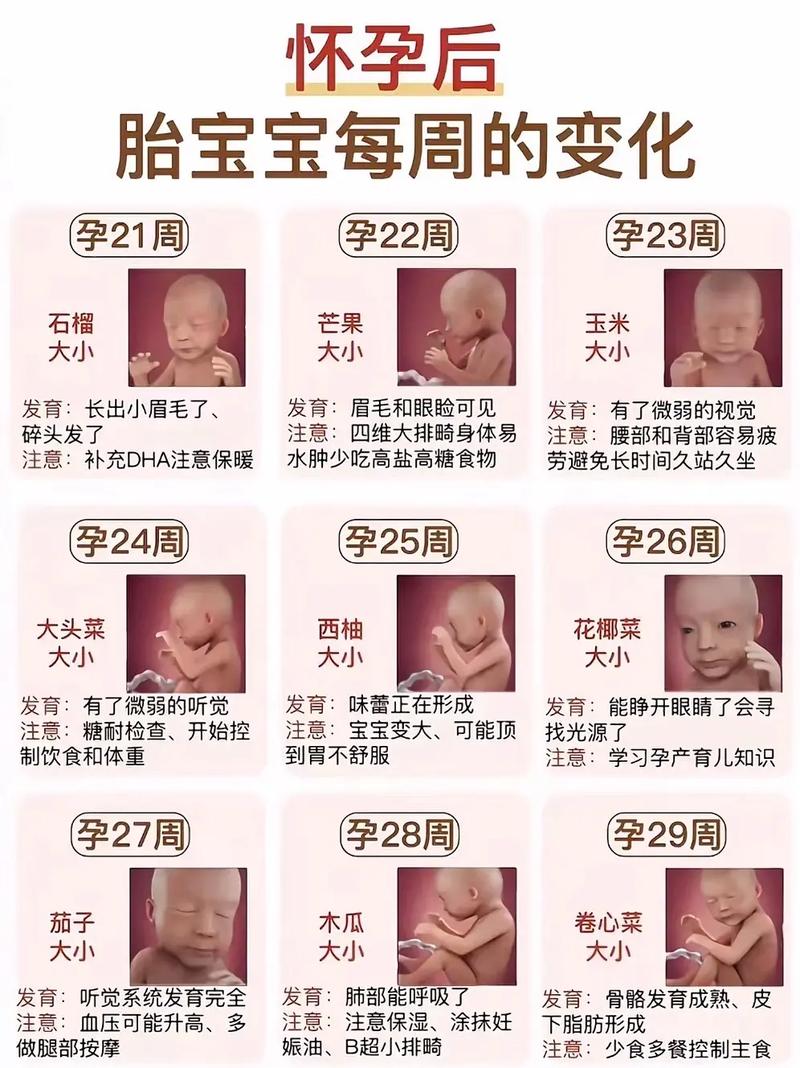 孕期几个月胎儿心脏开始发育?-第3张图片-郑州医学网 孕期几个月胎儿心脏开始发育?-第3张图片-郑州医学网