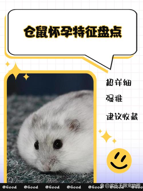 备孕期间养仓鼠对胎儿有影响吗？-第3张图片-郑州医学网