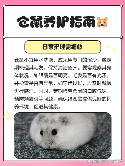 备孕期间养仓鼠对胎儿有影响吗？-第2张图片-郑州医学网