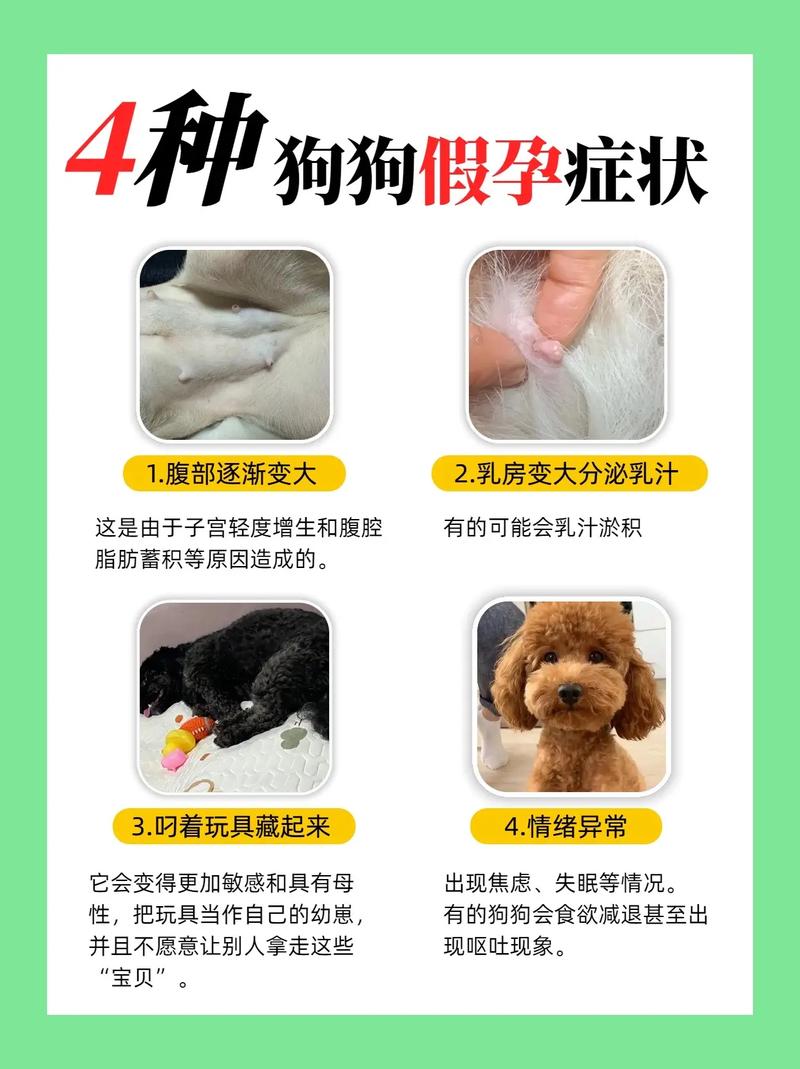 为什么备孕期不能养狗-第2张图片-郑州医学网 为什么备孕期不能养狗-第2张图片-郑州医学网