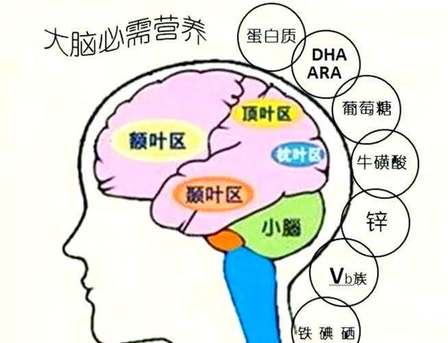 孕期脑部发育关键期有哪些？-第3张图片-郑州医学网