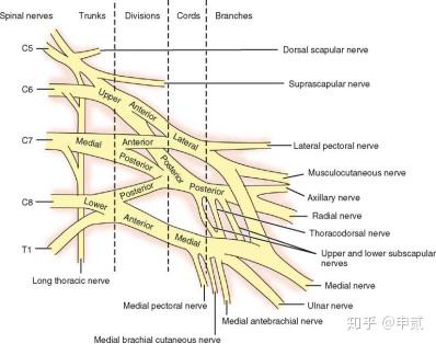 新生儿臂丛神经损伤如何有效治疗?-第3张图片-郑州医学网 新生儿臂丛神经损伤如何有效治疗?-第3张图片-郑州医学网