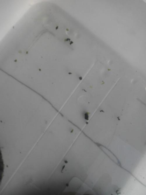 新生儿瞳孔灰色是异常信号吗？-第2张图片-郑州医学网