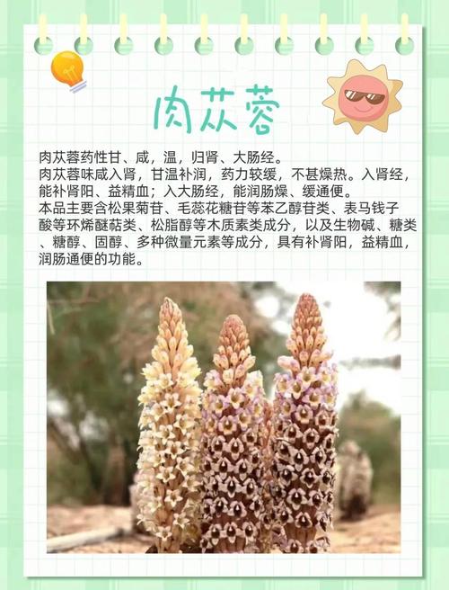 备孕期吃肉苁蓉真的安全吗?对孕妇和胎儿有影响吗?-第3张图片-郑州医学网 备孕期吃肉苁蓉真的安全吗?对孕妇和胎儿有影响吗?-第3张图片-郑州医学网