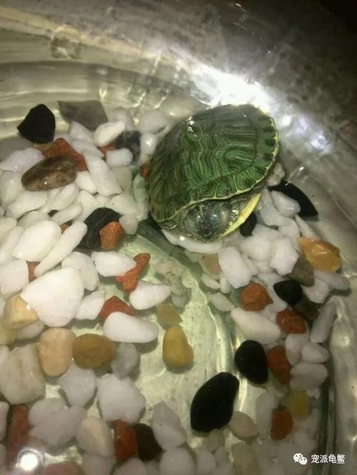 新生儿眼角白色分泌物是正常现象还是眼部疾病的信号？-第3张图片-郑州医学网