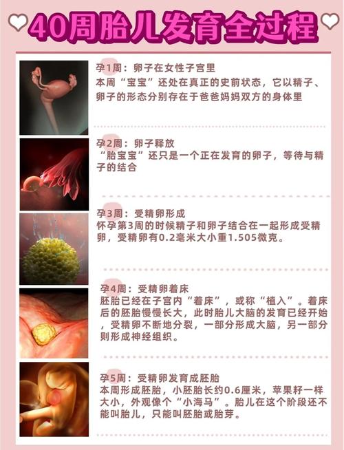 孕期40天可以人流吗？有哪些注意事项和风险？-第3张图片-郑州医学网