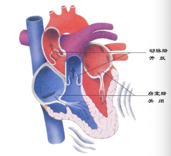 新生儿三尖瓣何时关闭-第1张图片-郑州医学网
