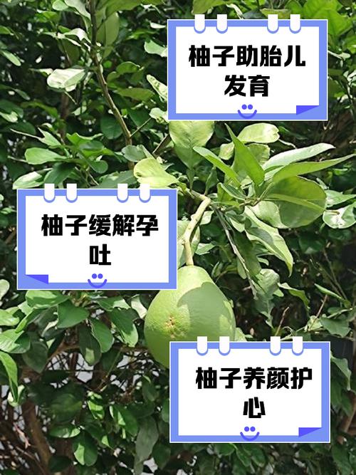 怀孕期间多吃柚子好吗-第3张图片-郑州医学网