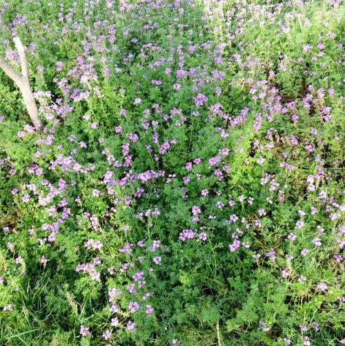 孕期出现绿色白带但没有异味,这正常吗?会对胎儿有影响吗?-第2张图片-郑州医学网 孕期出现绿色白带但没有异味,这正常吗?会对胎儿有影响吗?-第2张图片-郑州医学网