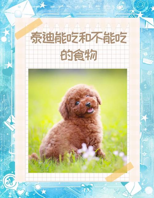 泰迪狗怀孕期间吃什么才能确保胎儿健康和母体营养需求？-第1张图片-郑州医学网