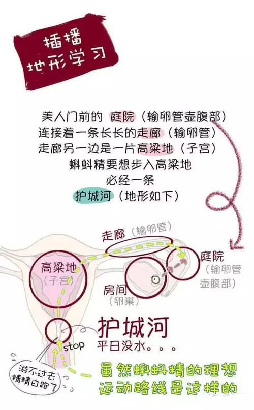 怀孕期间想做爱怎么办？孕期性生活安全吗？需要注意哪些事项？-第3张图片-郑州医学网