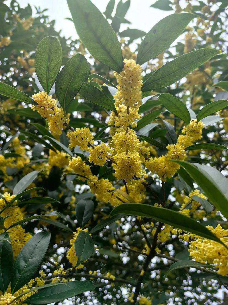 怀孕期间闻桂花会引发不适或影响胎儿健康吗？-第1张图片-郑州医学网