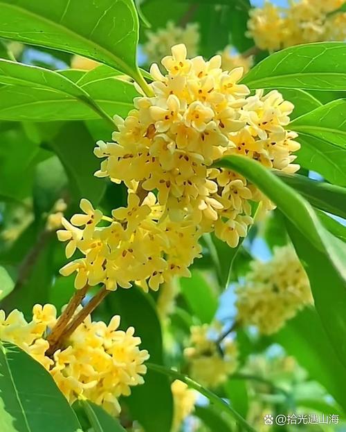 怀孕期间闻桂花会引发不适或影响胎儿健康吗？-第3张图片-郑州医学网