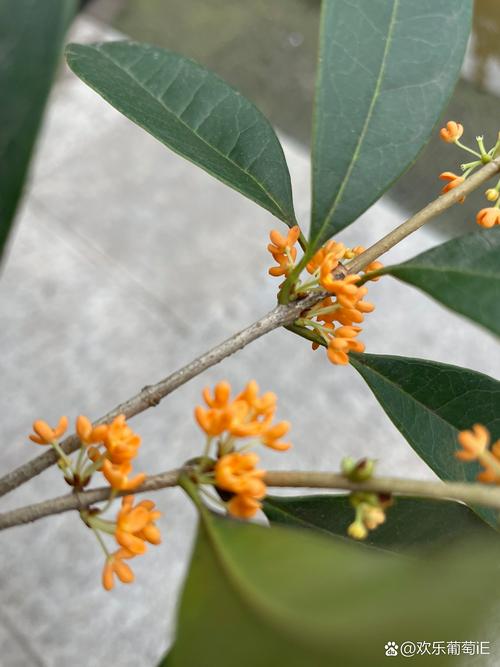 怀孕期间闻桂花会引发不适或影响胎儿健康吗？-第2张图片-郑州医学网