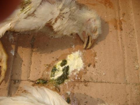 孕期大便带白色分泌物是感染还是正常孕期变化？需警惕哪些妇科或肠道问题？-第3张图片-郑州医学网