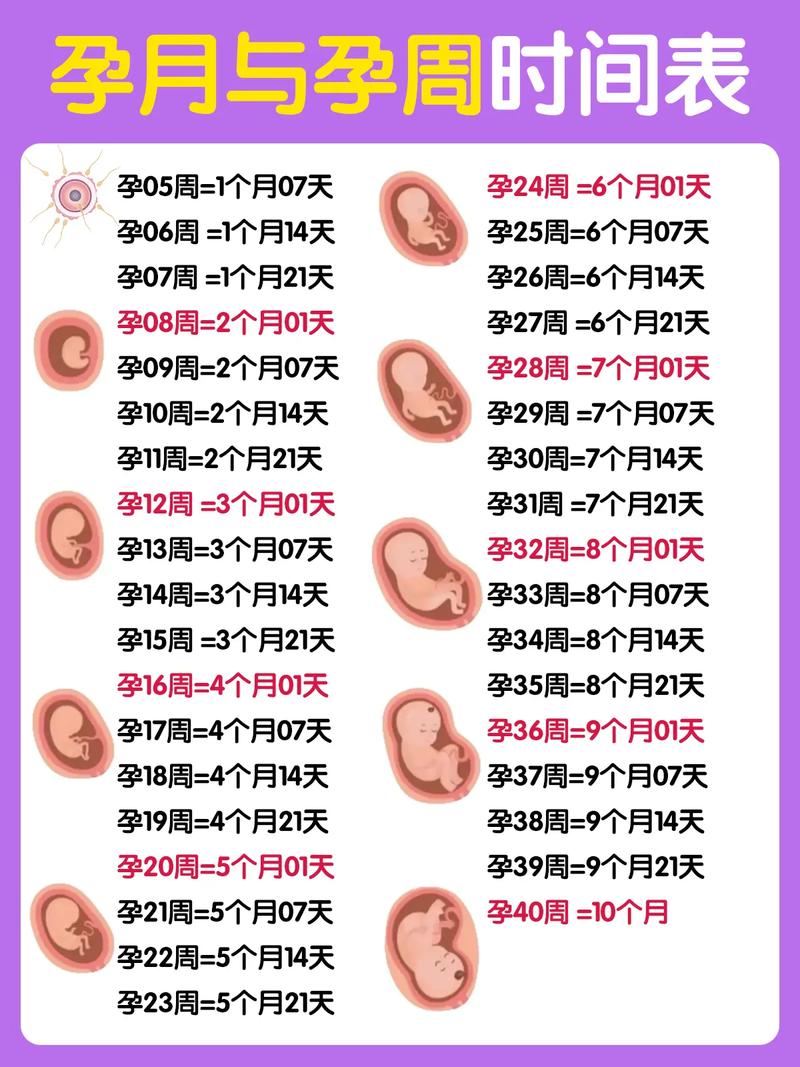 孕期多少周孩子长得快-第1张图片-郑州医学网