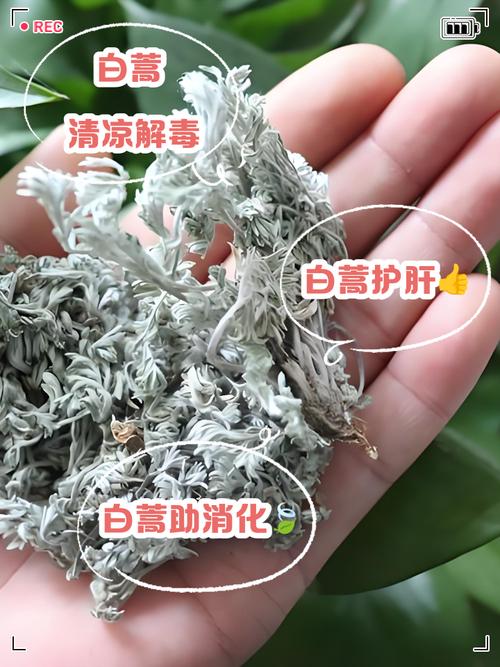 新生儿喝白蒿水安全吗？会不会影响肝肾功能或导致黄疸异常？-第2张图片-郑州医学网